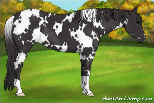 Horse Color: White Spotted Smoky Black 