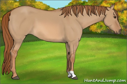 Horse Color: Red Dun 