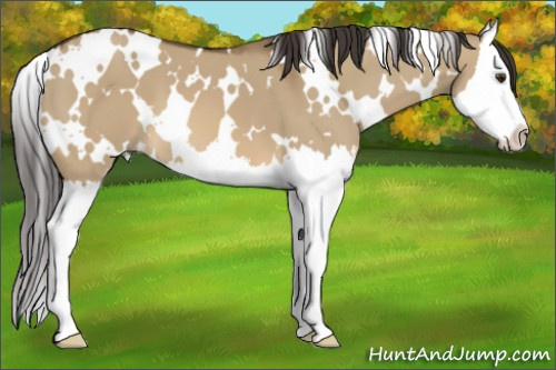 Horse Color: White Spotted Buckskin Dun Splash 