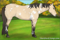 Horse Color:White Spotted Buckskin Dun 