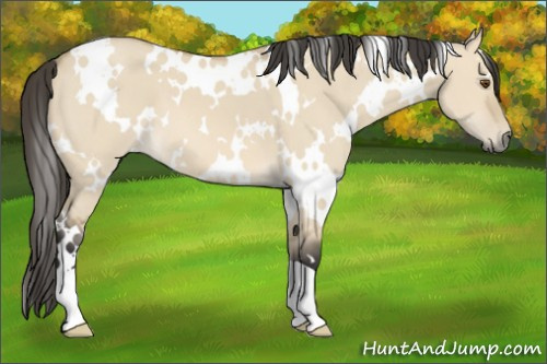 Horse Color: White Spotted Buckskin Dun 