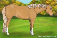 Horse Color:Palomino 