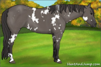 Horse Color:White Spotted Smoky Grullo