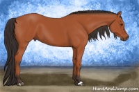 Horse Color:Bay 