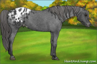 Horse Color:Black Appaloosa 