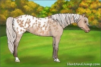 Horse Color:Silver Bay Dun Blanket 