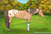 Horse Color:Buckskin Sabino Tobiano Blanket 