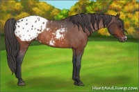 Horse Color:Brown Blanket Rabicano 