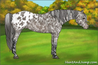 Horse Color:Black Sabino Appaloosa Rabicano