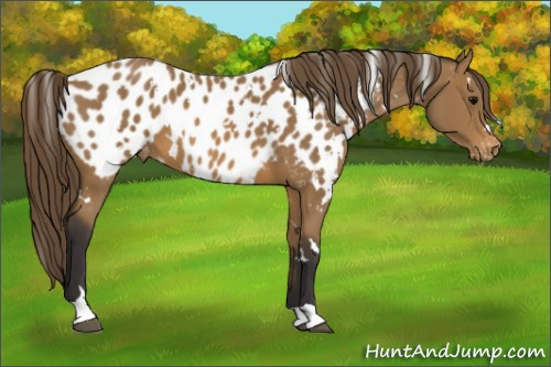 Horse Color: White Spotted Buckskin Near Leopard 