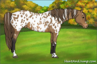 Horse Color:White Spotted Buckskin Appaloosa 