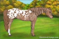 Horse Color:Chestnut Blanket Rabicano 
