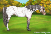 Horse Color:Bay Appaloosa Rabicano 