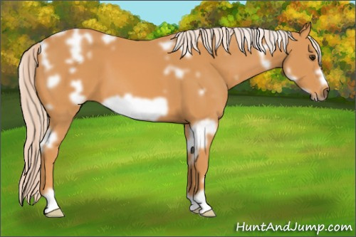 Horse Color: White Spotted Chocolate Palomino Frame 