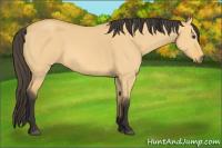 Horse Color:Buckskin Dun 