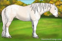 Horse Color:White Spotted Silver Amber Champagne Dun Sabino Splash Appaloosa 
