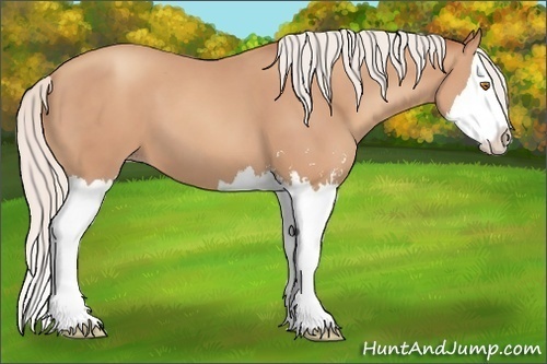 Horse Color: Silver Classic Champagne Sabino Splash 