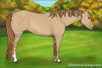 Horse Color:Red Dun Sabino 