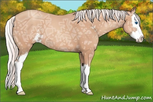 Horse Color: Silver Classic Champagne Ice Sabino Splash 