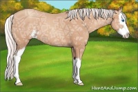 Horse Color:Silver Classic Champagne Ice Sabino Splash 