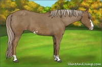 Horse Color:Chocolate Palomino Sabino Varnish 