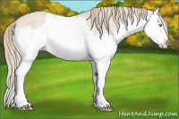 Horse Color:Perlino Splash 