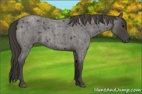 Horse Color:Smoky Blue Roan 