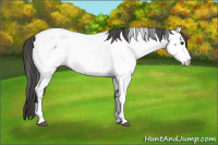 Horse Color:Brown Dun Near Fewspot Rabicano 