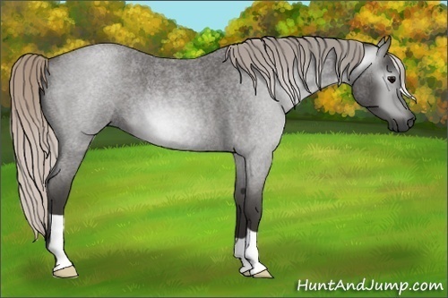 Horse Color:Gray Silver Blue Roan