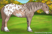 Horse Color:Chestnut Frame Appaloosa
