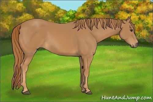 Horse Color:Chestnut Rabicano 
