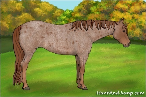 Horse Color:Red Roan