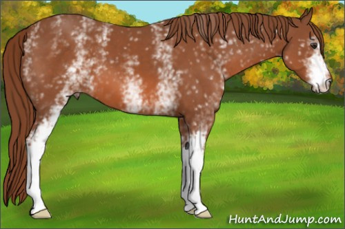 Horse Color: White Spotted Liver Chestnut 