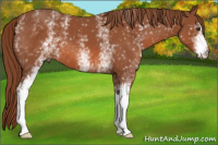 Horse Color:White Spotted Liver Chestnut 