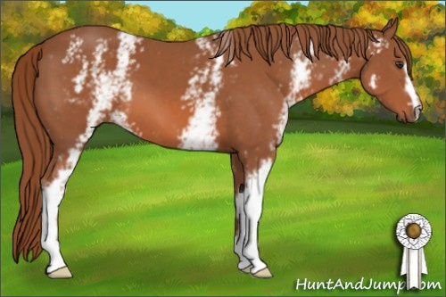 Horse Color: White Spotted Liver Chestnut 