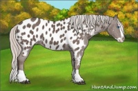 Horse Color:Silver Black Splash Near Leopard 