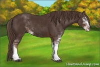 Horse Color:Liver Chestnut Sabino 