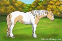 Horse Color:Palomino Dun Tobiano 