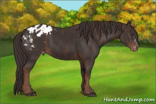 Horse Color: Liver Chestnut Sabino Blanket  Brindle