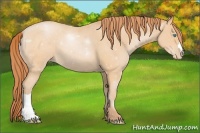 Horse Color:Buckskin Pearl 