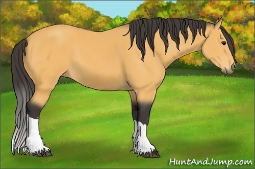 Horse Color: Buckskin 