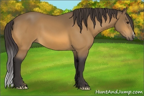 Horse Color: Buckskin 