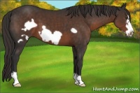 Horse Color:Liver Chestnut Frame 