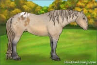 Horse Color:Buckskin Blanket 