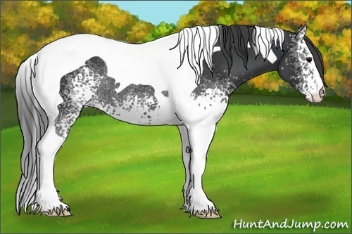 Horse Color: White Spotted Black Tobiano Rabicano 