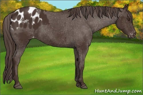Horse Color: Liver Chestnut Blanket 