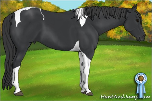 Horse Color: Brown Tobiano 