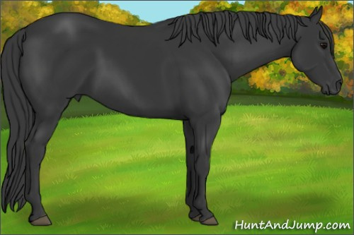 Horse Color: Black 