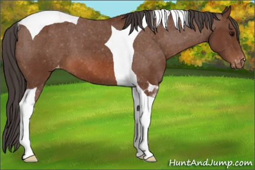 Horse Color: Bay Tobiano Blanket 