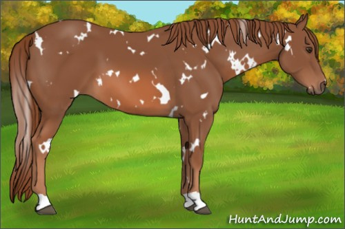 Horse Color: White Spotted Chestnut 